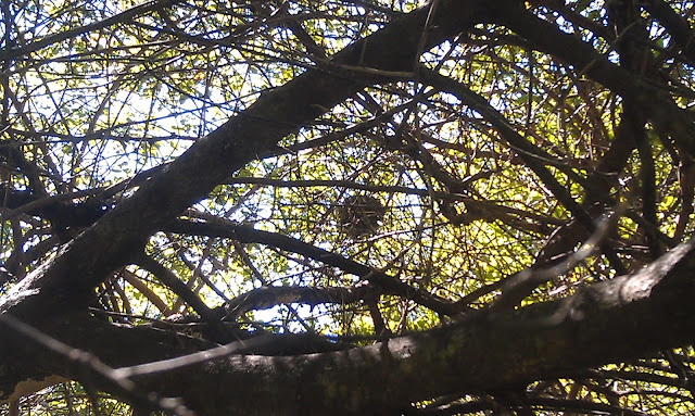 nest