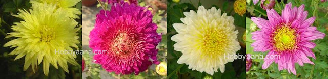 Chrysanthemum flower