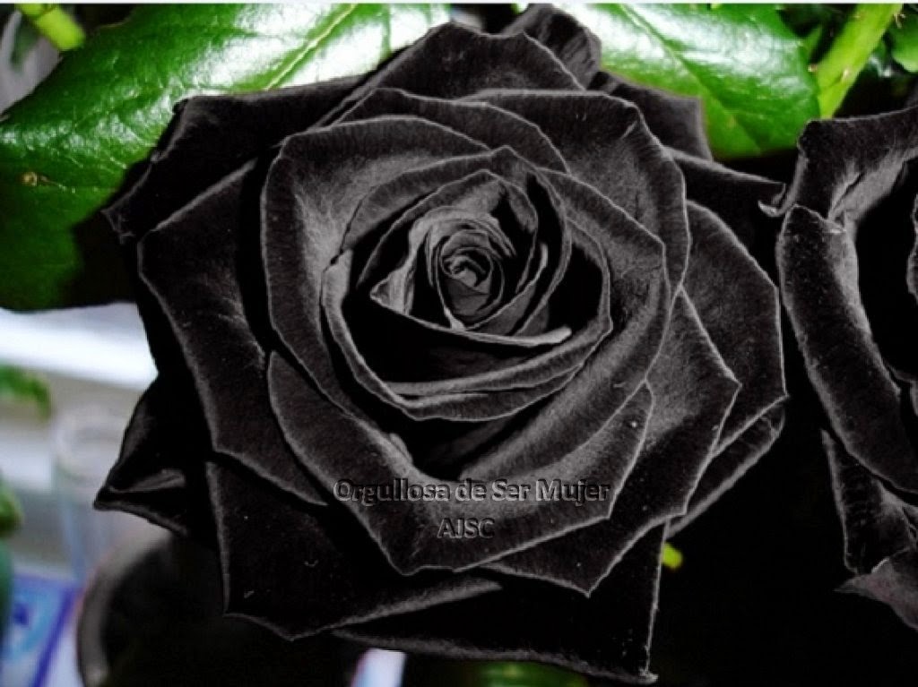 Rosas negras Facebook