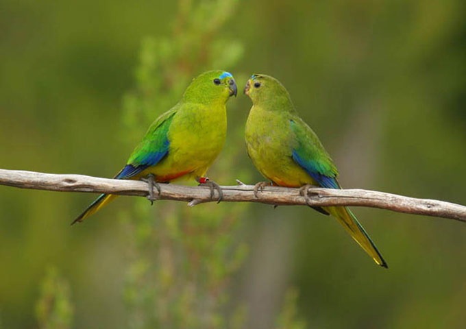 The-Worlds-Rarest-Birds-2-006