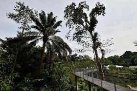 The elevated boardwalk