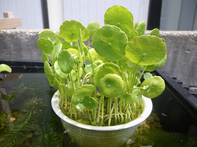[コンプリート！] メダカ 水草 屋外 371452-メダカ 水草 屋外 冬