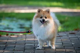 Pomeranian