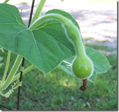 baby gourd