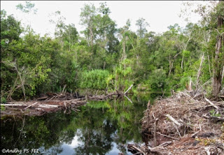 Arti Ekosistem Hutan Rawa