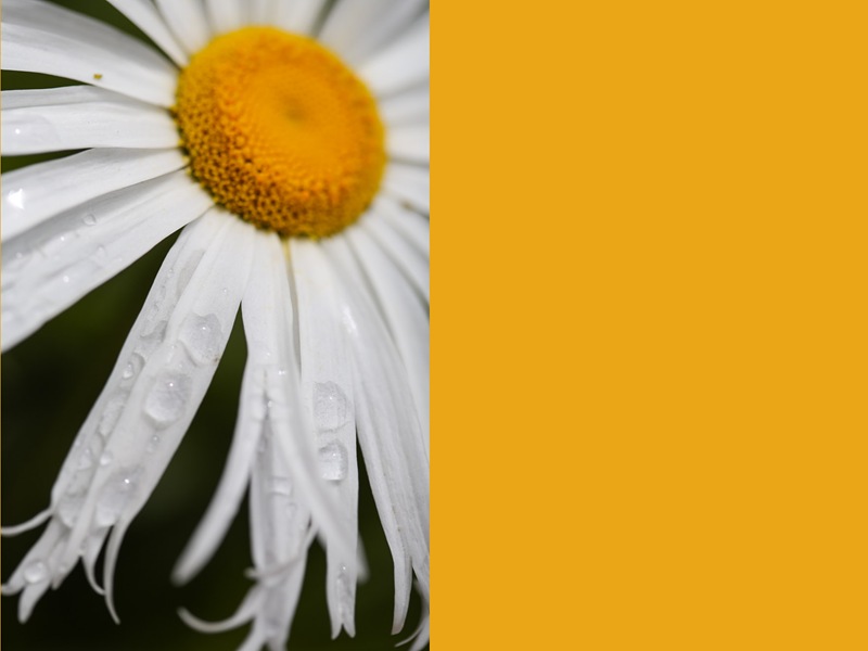 daisy1