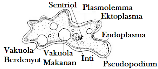 Kita kembali lagi dengan gosip untuk anak IPA terkena pengertian rhizopoda Pengertian Rhizopoda, Ciri-Ciri, Klasifikasi & Reproduksinya