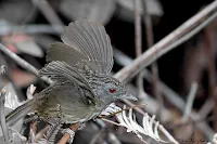 Streaked Wren Babbler