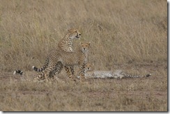 Cheetah kill