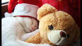 white-cat-sleeping-huggying-with-teddybear