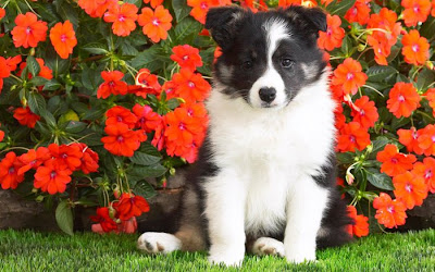 cute dog breeds