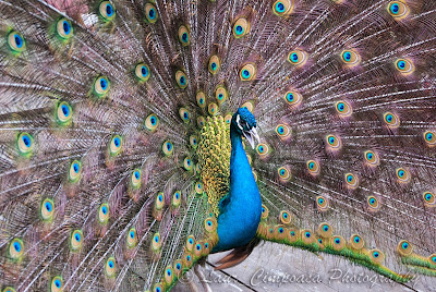 Pauni Peacocks Pfauen Pavos reales-Club Vila Bran