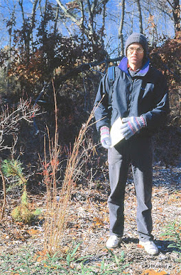 tall little bluestem, Schizachyrium scoparium