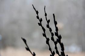 pussy willow catkins