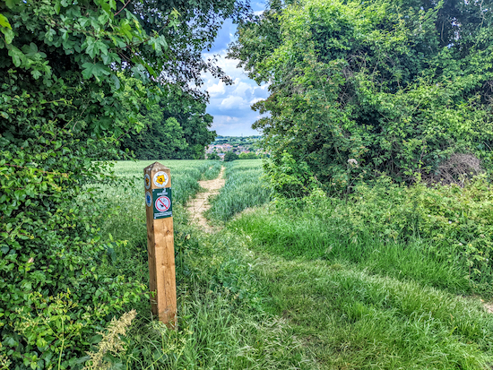 Turn left at the junction on Walkern footpath 12