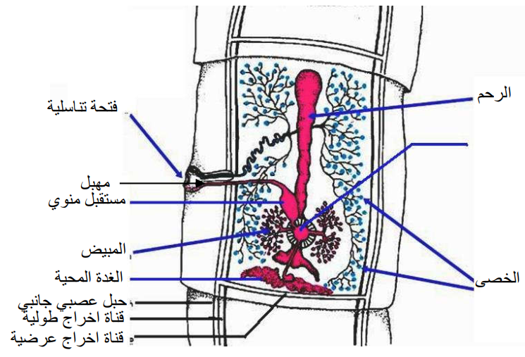 شكل (2) قطعة ناضجة في دودة البقر الشريطية