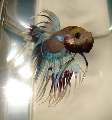 crowntail betta splenden