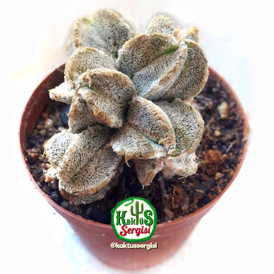 Astrophytum Myriostigma cv. Onzuka 🌵 Ben @ferdibinici ♦️2000 den beri   kaktüs sukulent sever       #astrophytum  #astrophytummyriostigmaonzuka #astrophytumonzuka  #astrophytummyriostigma   #kaktussergisi   #kaktüstürkiye     #kaktüs   #kaktus   #cacti   #bitki   #cactus   #cactuslover   #cactus🌵  #succulents   #plant   #flower   #flowers   #cicek   #🌵   #cactusrepost #kaktüsseverler  #kaktüskoleksiyonu  #cactuscollection