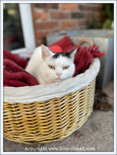 The BBHQ Midweek News Round-Up ©BionicBasil® Smooch Snuggling In The Basket