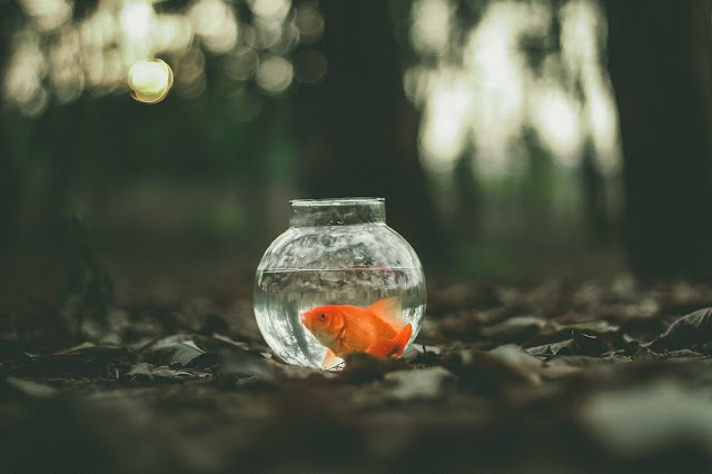 A tiny goldfish swimming in a glass bowl.