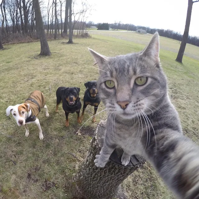 Manny, the cat addicted to selfies 