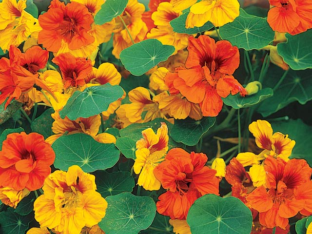 nasturtium flower 