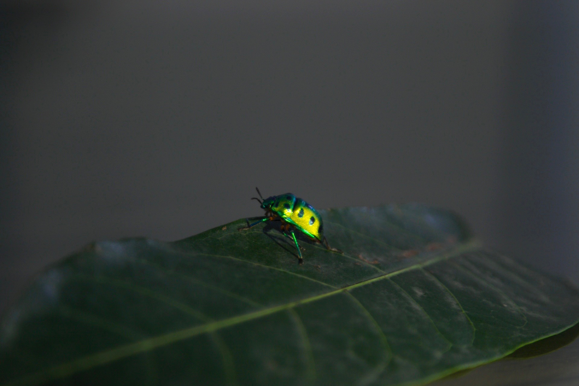 Jewel Bug India, high resolution image free