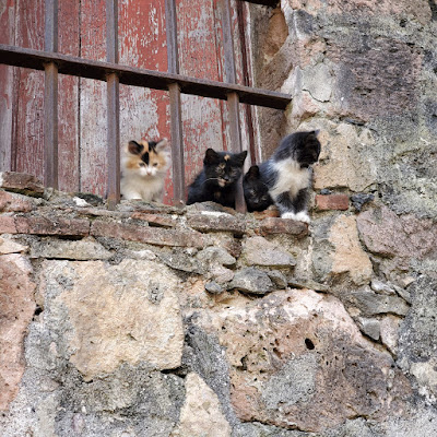 four kittens on the windowsill of an old stone building. the window is barred by iron and boarded up.