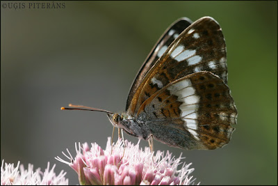 Sausseržu raibenis (Limenitis camilla)