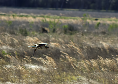 Hawk with snake Waller Texas