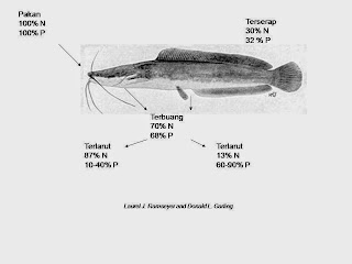 ikan lele