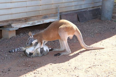 Pet Kangaroo Seen On www.coolpicturegallery.us