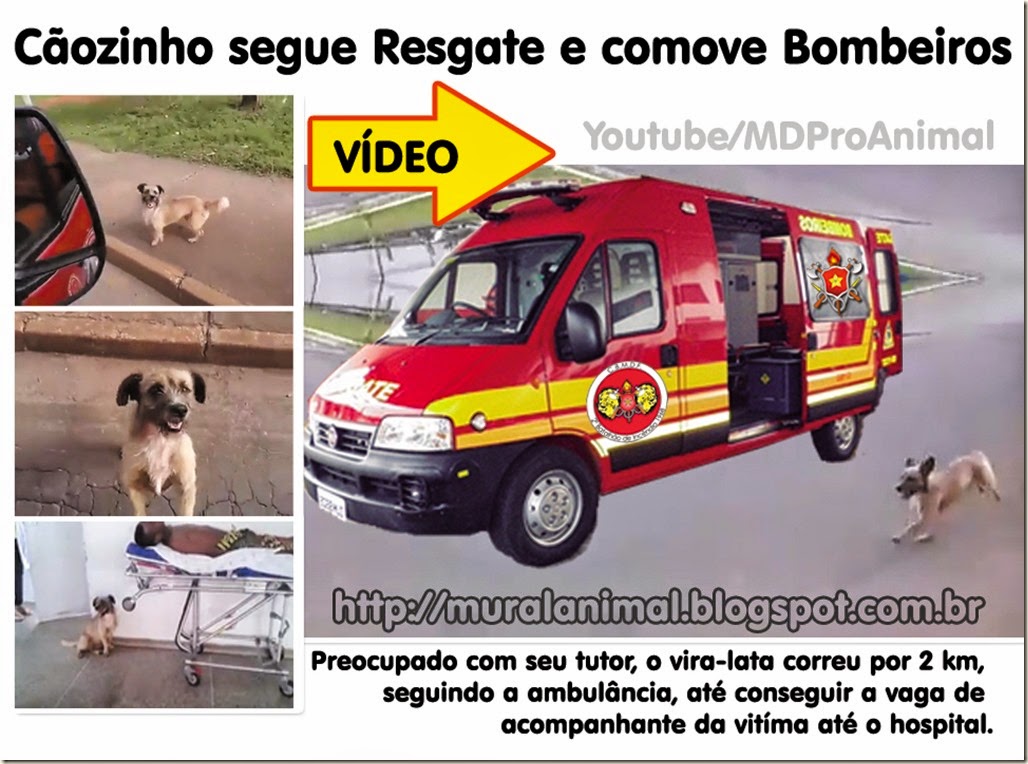 caozinho_viatura_bombeiros