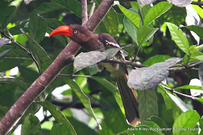 Toco pardo Lophoceros camurus