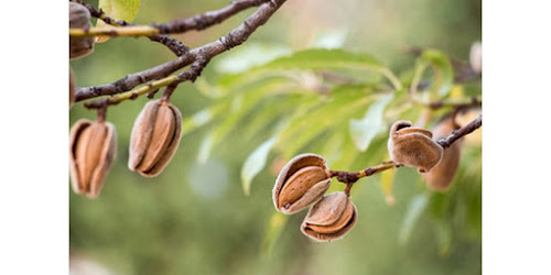  JUAL KACANG ALMOND ROASTED MURAH Anggi