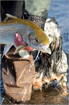 Sea trout fishing Jim Hendrick