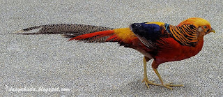 Burung Kuang Yang Cantik Lagi Menawan