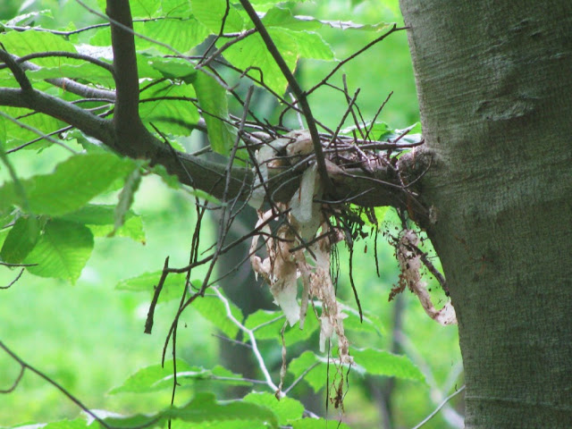 Photos Of Bird Nests