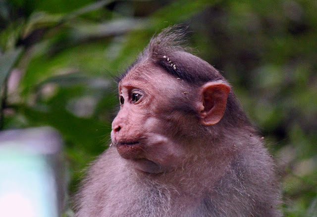 monkey profile   /></a></div><br />
<br />
<div class=