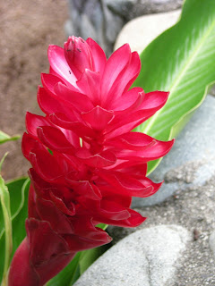 red ginger, La Ceiba, Honduras