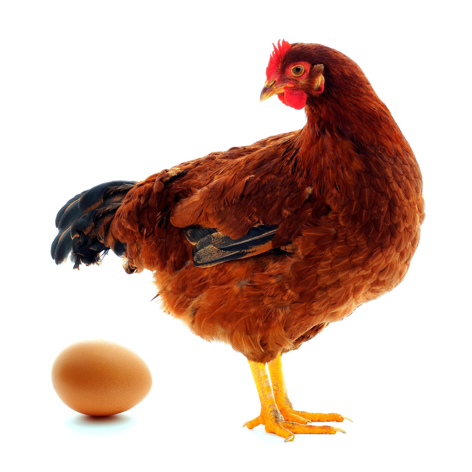 Duluan Mana Ayam  atau Telur  Riddle Bahasa Indonesia