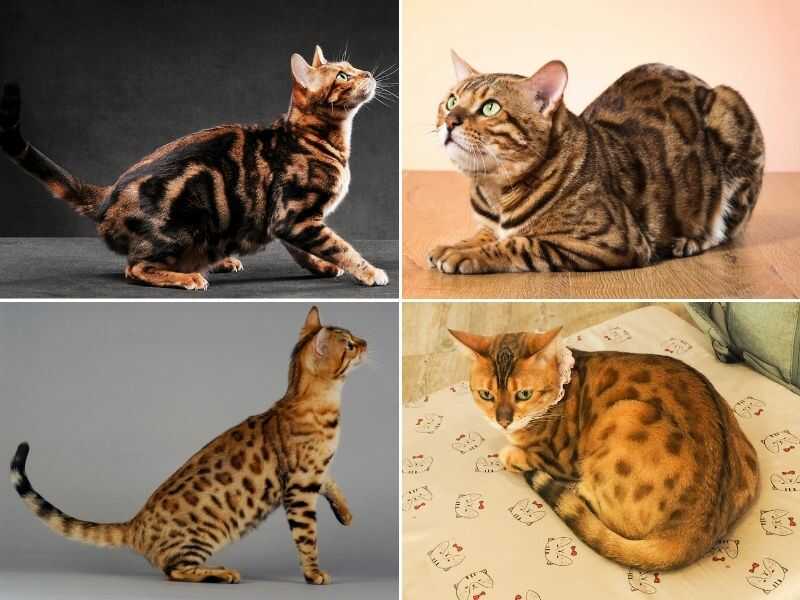 Bengal cats breed