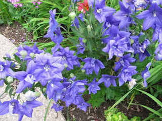 Platycodon: Campanula con flores grandes