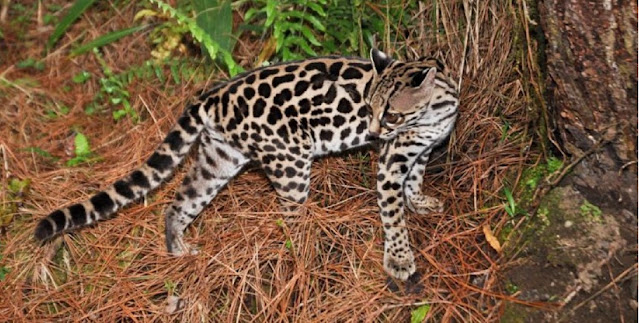 Длиннохвостая кошка Маргай (Leopardus wiedii)