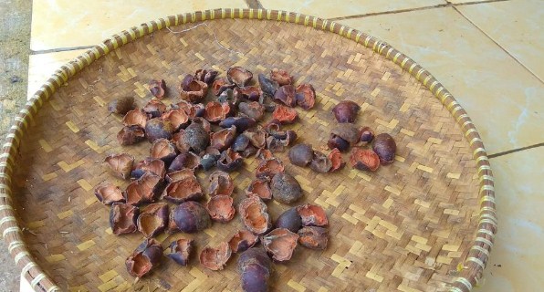 Benefits of Mangosteen Skin And Its Truth Claims