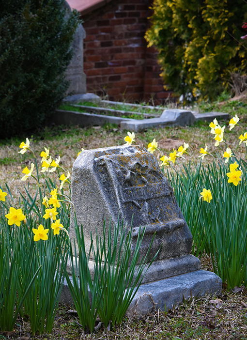 Daffodil Days at Oakland Cemetery | Photo: Travis Swann Taylor