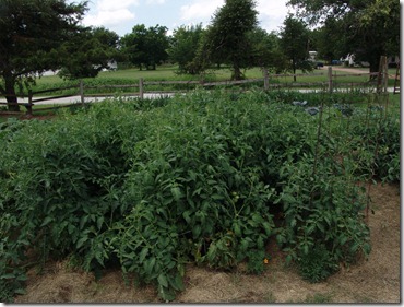 garden and g.b. squash 016