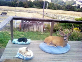 funny animals of the week, deer, dog, and cat sit on porch