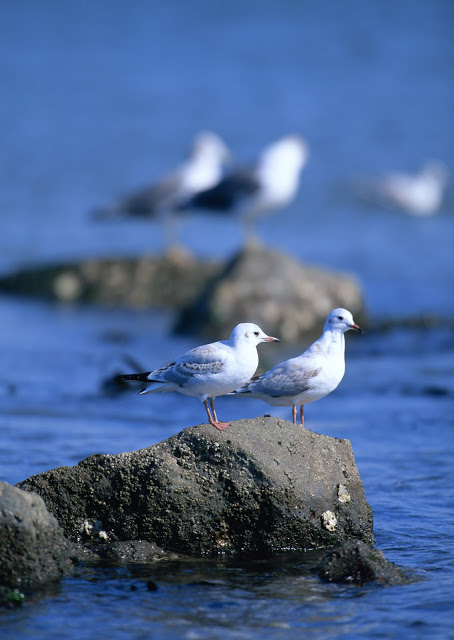 Beautiful Birds Ever