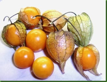 Physalis coztomatl